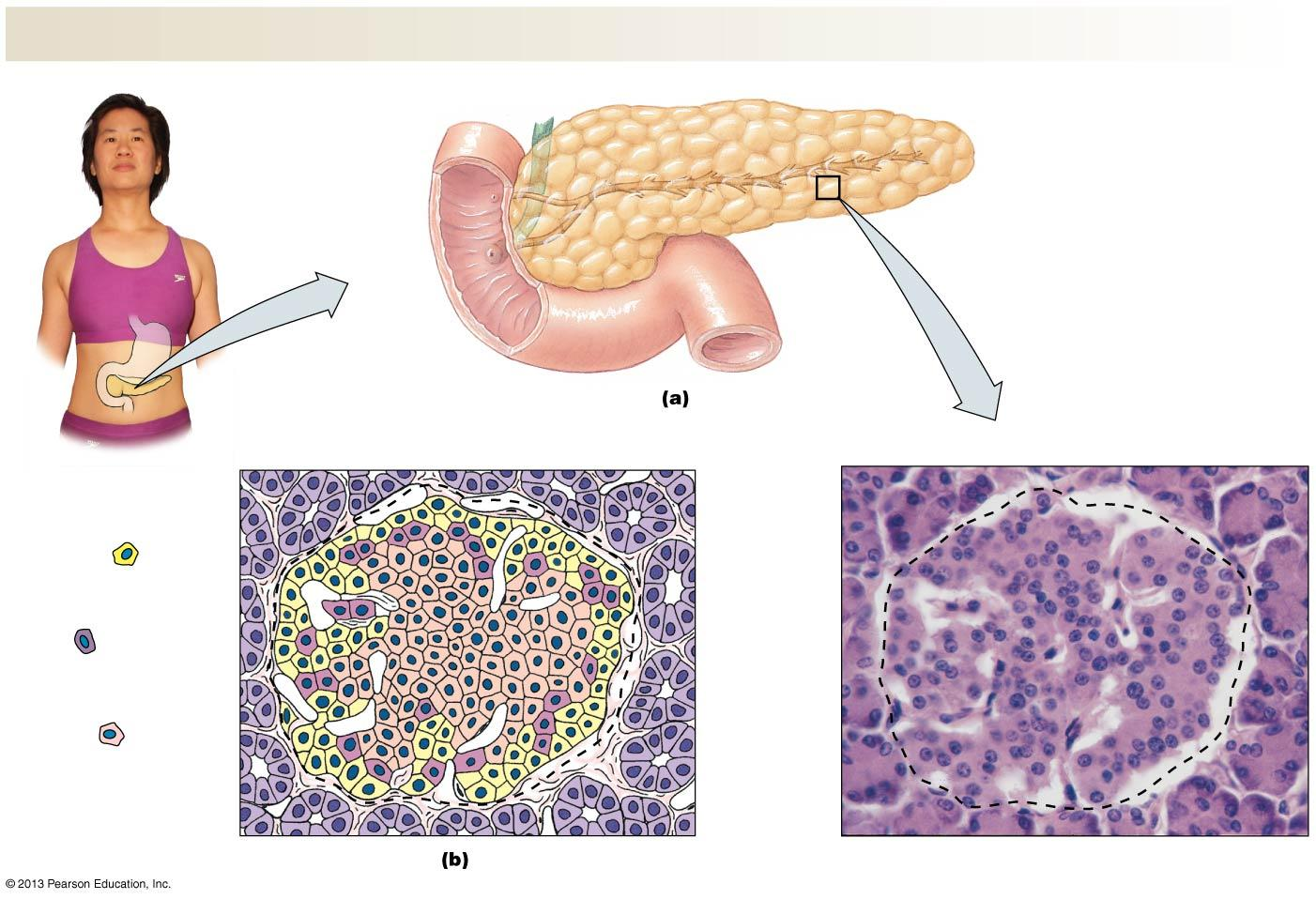 PANKREAS Izvodni kanal žučne kese Izvodni kanal pankreasa Pankreas Tanko crevo (duodenum) Alfa ćelije sekretuju glucagon.