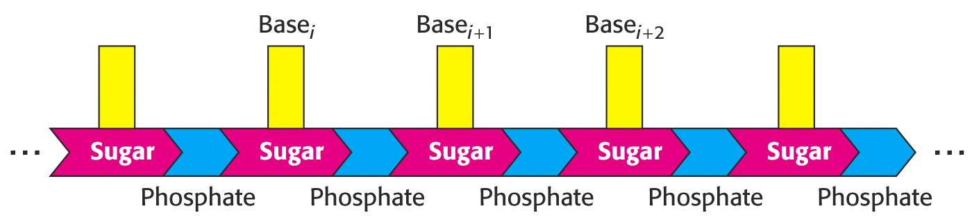 DNA & RNA Νουκλεοτίδια, σάκχαρα και βάσεις Το DNA (deoxyribonucleic acid, δεοξυριβονουκλεϊκό οξύ) & RNA (ribonucleic acid, ριβονουκλεϊκό οξύ) είναι μακριά, γραμμικά πολυμερή τα οποία λέγονται