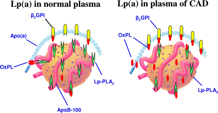 Πιθανές προ-αθηρογόνες δράσεις της Lp(α) Αποτελεί εκκαθαριστή για τα προφλεγμονώδη, προαθηρογόνα οξειδωμένα φωσφολιπίδια (oxpl), που υδρολύονται με τη βοήθεια της Lp-PLA 2.