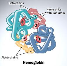 Peptidne verige so lahko povezane s kovalentnimi vezmi (disulfidna vez) ali pa z nekovalentnimi vezmi.