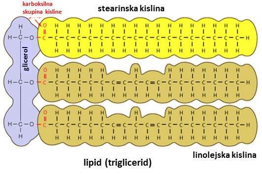 3 HOMOGENIZACIJA IN EKSTRAKCIJA LIPIDOV IZ SVINJSKIH JETER TER DOKAZ PRISOTNOSTI HOLESTEROLA 3.1 TEORETIČNE OSNOVE 3.1.1 Lipidi Lipidi so nepolarne organske molekule, ki so netopne ali slabo topne v vodi oz.