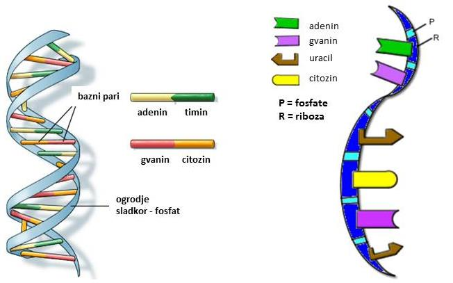 5 IZOLACIJA DNA IZ VZORCEV KRVI 5.1 TEORETIČNE OSNOVE 5.1.1 Nukleinske kisline Nukleinske kisline so polimerne biološke makromolekule.