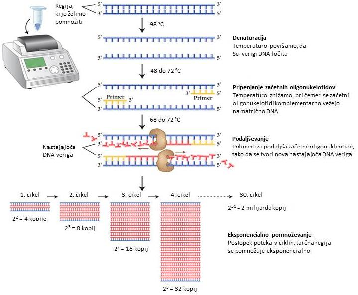 Kopiranje odsekov DNA poteka tako, da uporabimo dve kratki molekuli DNA, ki sta komplementarni začetnemu in končnemu delu segmenta, ki ga želimo kopirati, dodamo encim, raztopino soli in
