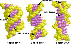 Συνήθης στερεοδιάταξη του DNA in vivo είναι η Β.