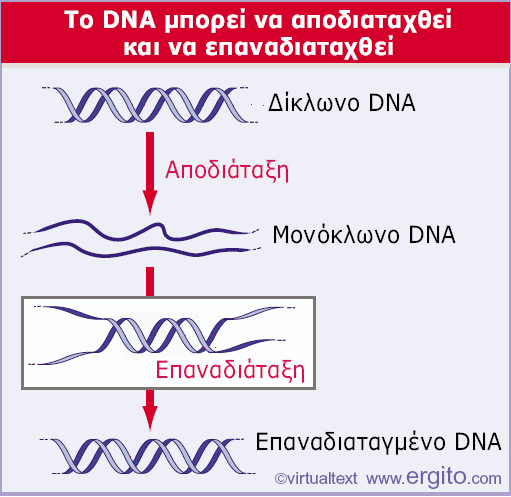 Οι αποδιαταγµένες αλυσίδες DNA µπορούν να