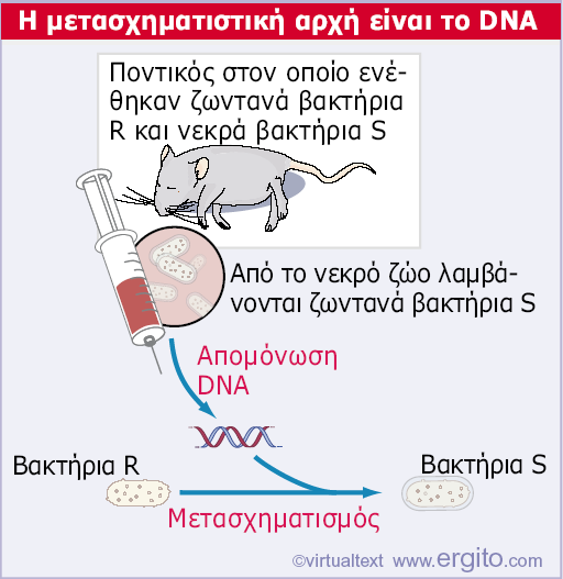 DNA από βακτήρια S µπορεί να