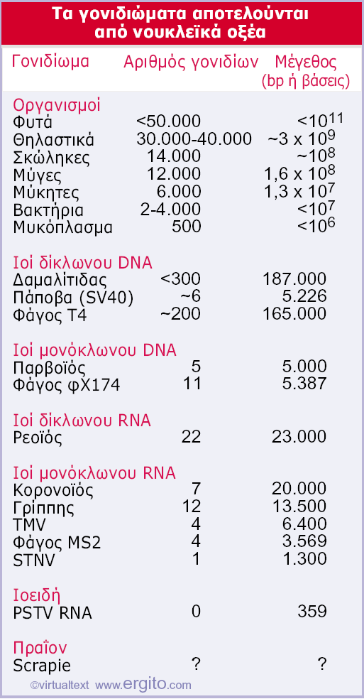 Η έκφραση C-παράδοξο αναφέρεται στην αδυναµία µας να συσχετίσουµε το µέγεθος του γονιδιώµατος µε τις λειτουργίες του: Μεγάλη ασυµφωνία ανάµεσα