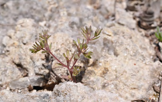 Τα χαρακτηριστικότερα γυψόφυτα είναι τα είδη Campanula fastigiata και Gypsophila linearifolia.