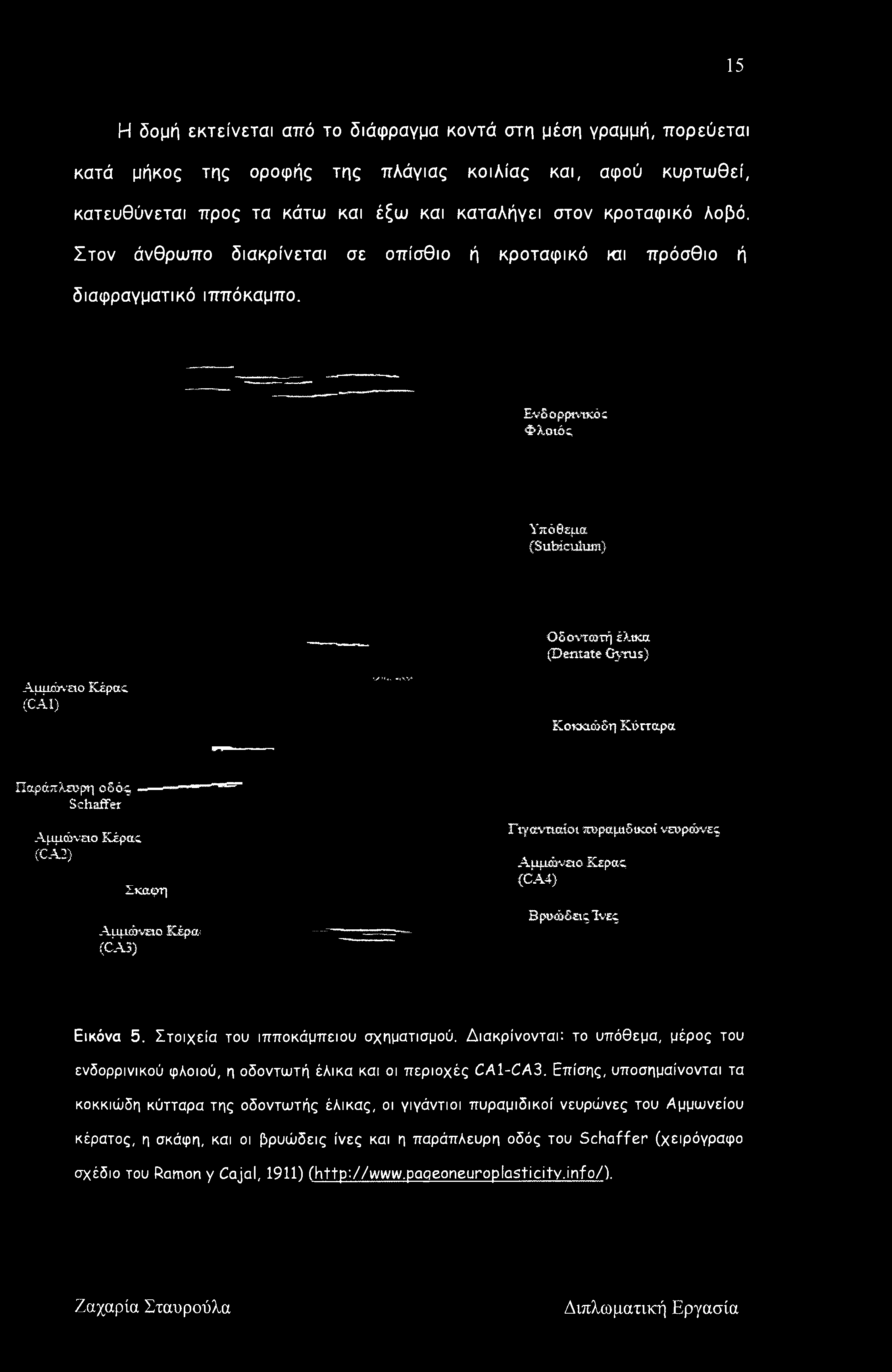 Ενδορρινΐκόί Φλοιός Υπόθεμα (SubkuluiJi) Οδοντωτή έλικα (Dentate Gyrus) Αμμώνειο Χέρας (CA1) Κοκκιώδη Κύτταρα Παράπλευρη οδός Schaffer Αμμώνειο Χέρας (CA2) Σκάφη Αμμώνειο Κέρα< (CA3) Γιγαντιαίοι