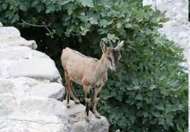 δμοκ ζε