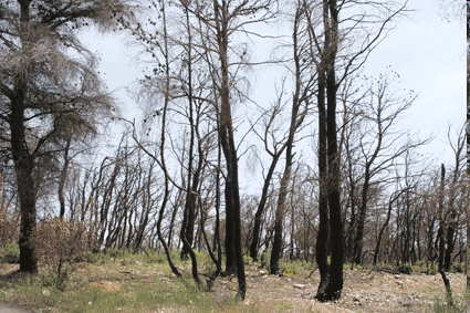 Οη μεγάιεξ θαηαζηνμθέξ πμο έγηκακ ζηεκ Γιιάδα, ιόγω ηεξ ΑΛΟΓΙΣΗ ΑΝΘΡΩΠΙΝΗ ΤΜΠΓΡΙΦΟΡΑ, μδήγεζακ ημ Γιιεκηθό θνάημξ ζηεκ απόθαζε κα πνμζηαηεύζεη