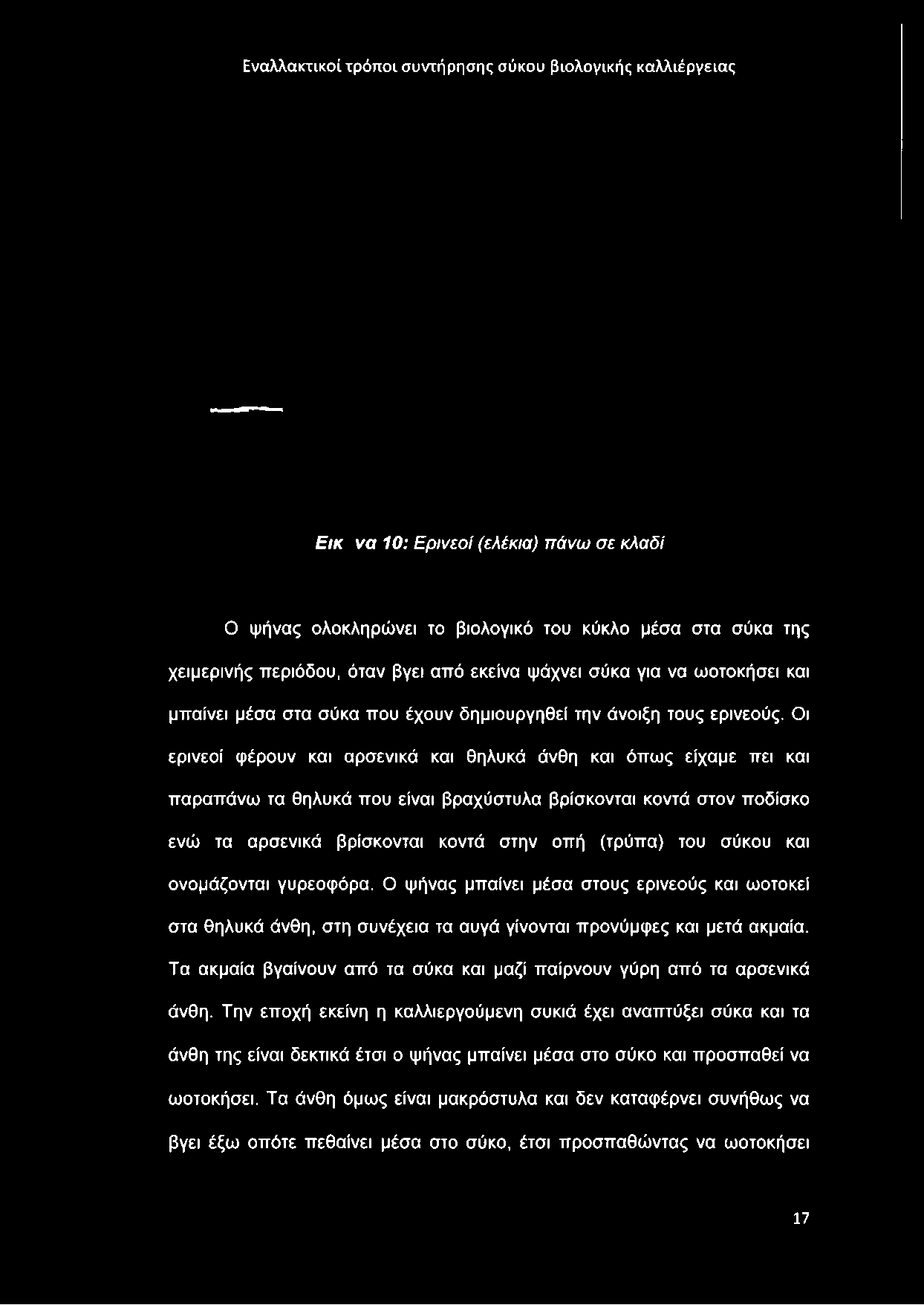 Οι ερινεοί φέρουν και αρσενικά και θηλυκά άνθη και όπως είχαμε πει και παραπάνω τα θηλυκά που είναι βραχύστυλα βρίσκονται κοντά στον ποδίσκο ενώ τα αρσενικά