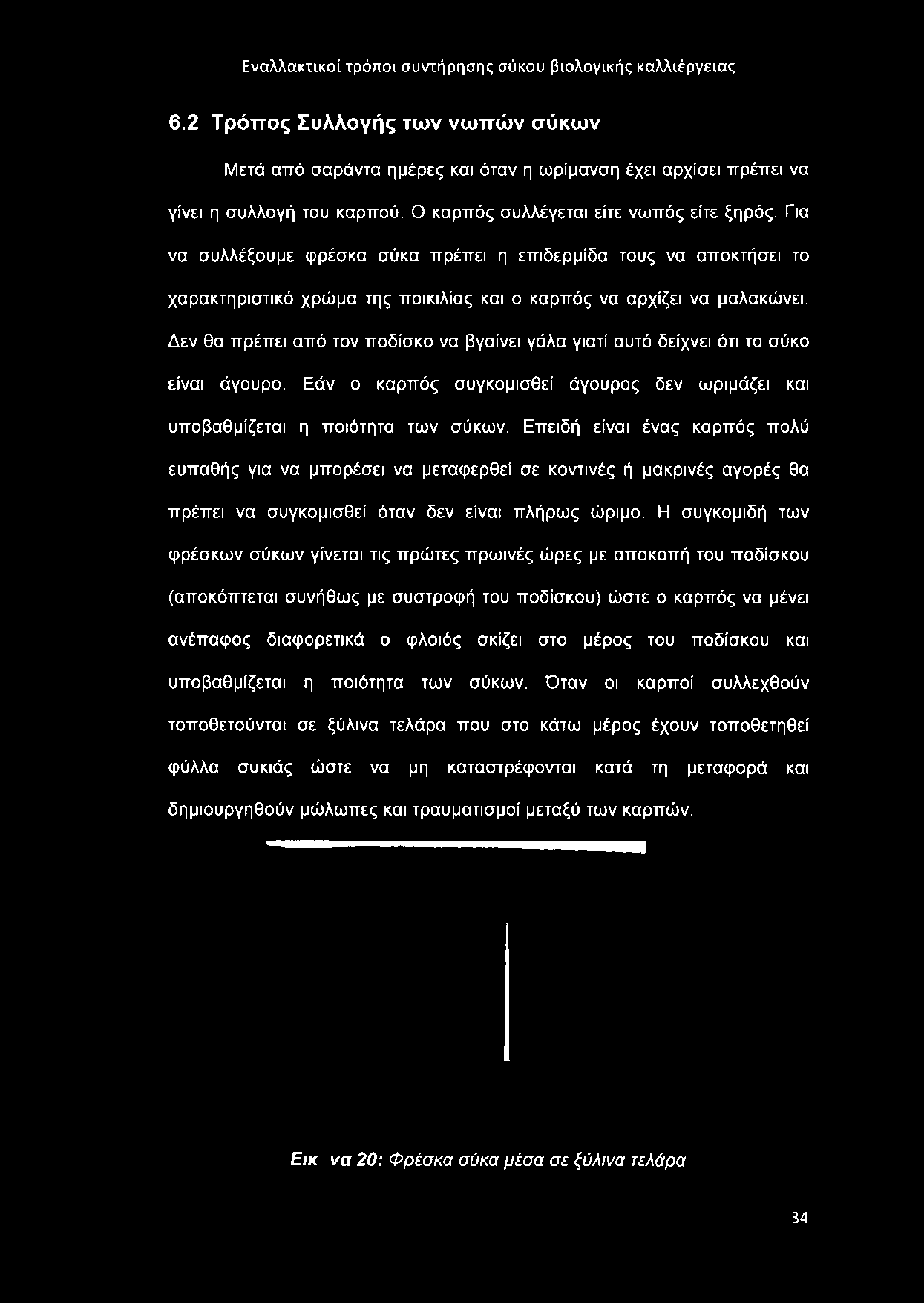 Δεν θα πρέπει από τον ποδίσκο να βγαίνει γάλα γιατί αυτό δείχνει ότι το σύκο είναι άγουρο. Εάν ο καρπός συγκομισθεί άγουρος δεν ωριμάζει και υποβαθμίζεται η ποιότητα των σύκων.
