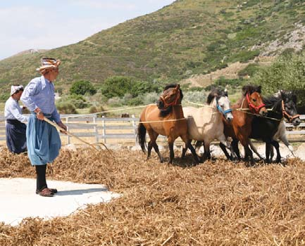 Διάσωση και ανάδειξη των τοπικών και παραδοσιακών ποικιλιών Οι τοπικές ποικιλίες μιας περιοχής συνδέονται άμεσα με τη διατή ρηση της βιοποικιλότητας καθώς υποστηρίζουν την παραδοσιακή γεωργία,