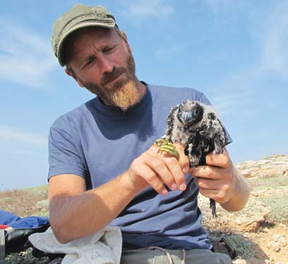 ο Θαλασ σοκόρακας (Phalacrocorax aristotelis desmarestii). A.
