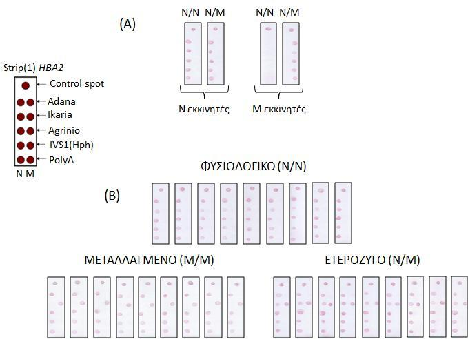 Σχήμα 3.3. Ειδικότητα (Α) και επαναληψιμότητα (Β) της δοκιμασίας πολλαπλής γονοτύπησης.