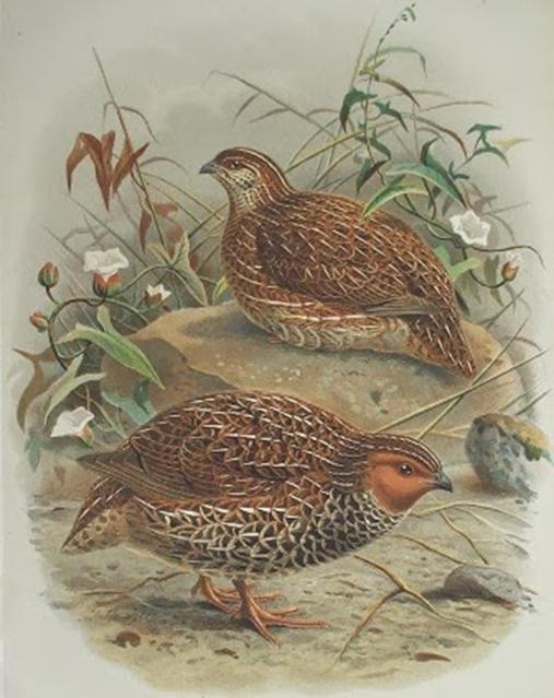 (Coturnix