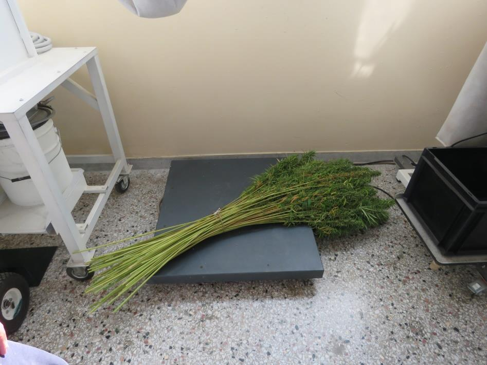 Εύγιρη -