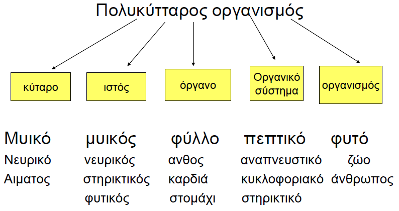 Γνωστικός