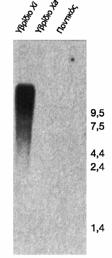 Xic: X inactivation center Xist (exist): γονίδιο αποσιώπησης -> RNA! (σχέση ΧΧΧ με επίπεδα έκφρασης Xist) ΕΙΚΟΝΑ 8.