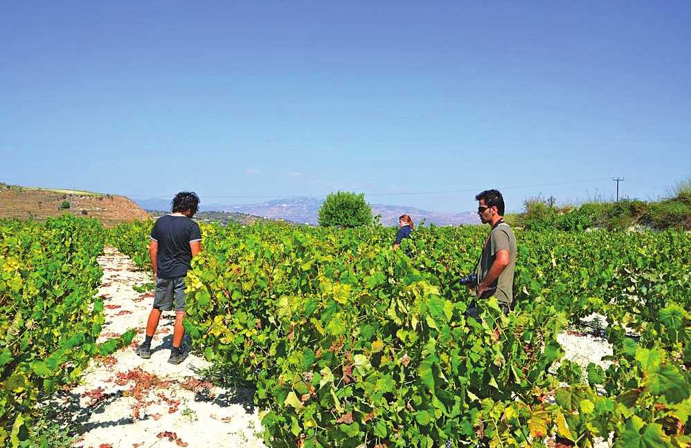 Κρασοχώρια της Λεµεσού Τα οινοπαραγωγικά χωριά της Λεµεσού φηµίζονται για τη βαθιά ριζωµένη ιστορία τους στην αµπελοκαλλιέργεια, καθώς και για τα εξαιρετικά τοπικά κρασιά τους και το µαγευτικό τοπίο