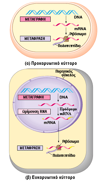 Μετάφραση
