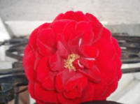 Η Γνώση Τα φυτά του Ιουνίου ΜΠΟΥΚΑΜΒΙΛΙΑ Τα λουλούδια αυτά που βγάζει η φούξια µπουκαµβίλια είναι εξίσου όµορφα µε τα λουλούδια της κόκκινης µπουκαµβίλιας.