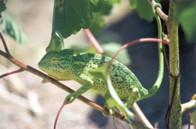 SAURIA ΦΩΤΟ.