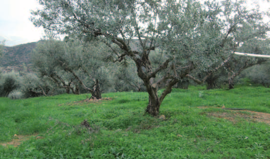 10 Μελετήθηκε ακόμα το κλάδεμα (Εικ.14) των ελαιοδέντρων στην περιοχή.