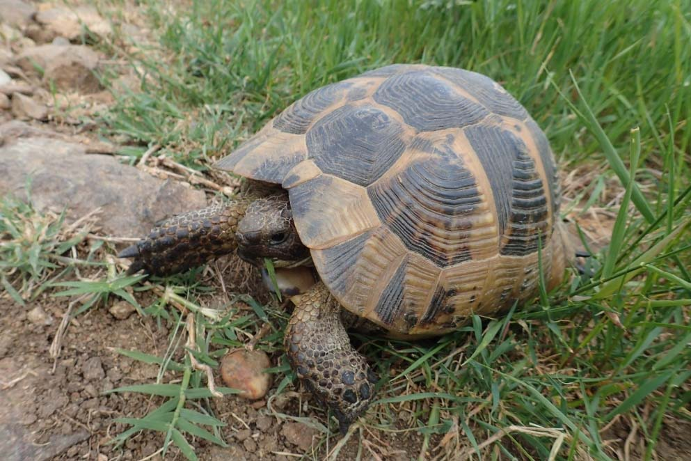 Έργου: Σελίδα 51 από 92 Εικόνα 5-10 Testudo Graeca (Μάιος