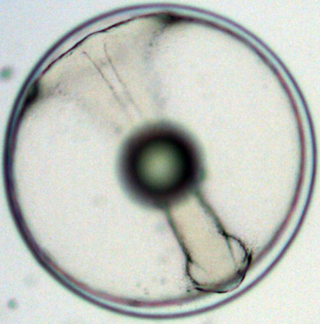 Χρονικά το πρώιμο νευρίδιο (early neurula) στο μυτάκι παρατηρήθηκε 16h και 30min Μ.Γ. για τους 21 C και 13h Μ.Γ. για τους 24 C ή 40.24% και 40.63% RT i αντίστοιχα (Εικόνα 3.15).