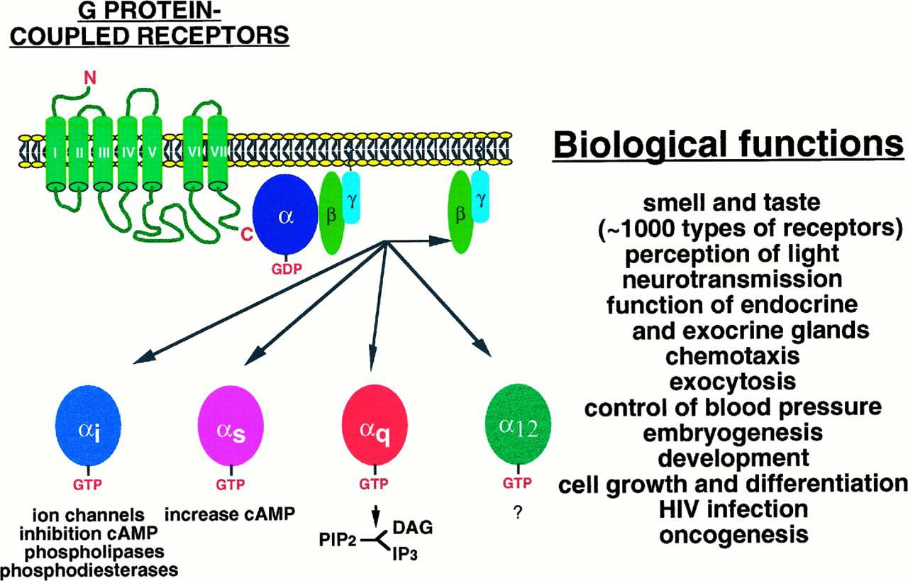 Πρωτεΐνες G «Βιολογικές δράσεις» 20 α-subunits 6 β-subunits 11 γ-subunits 7 families: α s, α q, α 11, α ο, α i, α 12, α 13 4 functional groups: α s, α q/11, α i/o, α 12/13 Γεύση και οσµή (~1000)