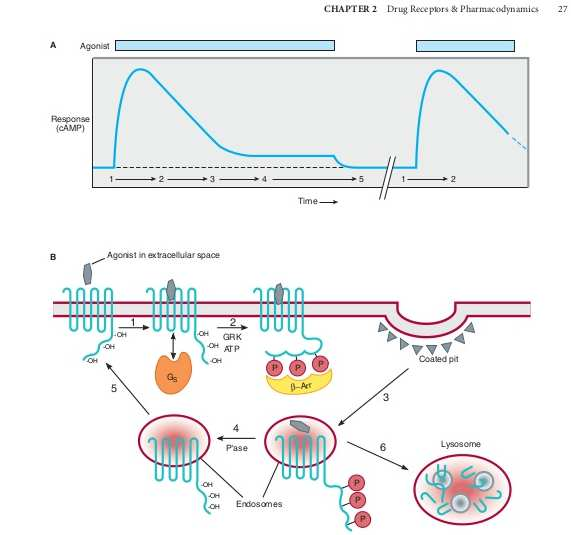 Σηµατοδότηση µέσω GPCR και µηχανισµοί ελέγχου