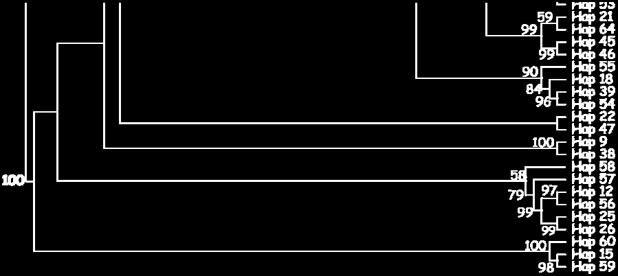 (Tree length=1358, CI=0,443,RI=0,819, HI=0,557).