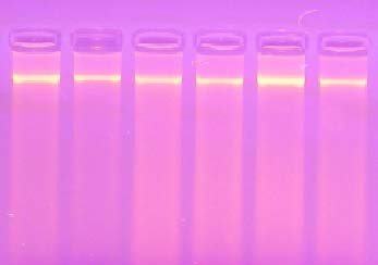 Στις περιπτώσεις που το παραλαμβανόμενο DNA ήταν κακής ποιότητας αλλά και γενικότερα πολλές φορές για τη βελτιστοποίηση του Για την παρασκευή του διαλύματος TE9 απαιτούνται εξαγόμενου DNA, προηγήθηκε