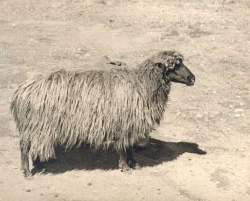 Αναμικτόμαλλα 2/3 Σαρακατσάνικο πρόβατο με αναμικτόμαλλο
