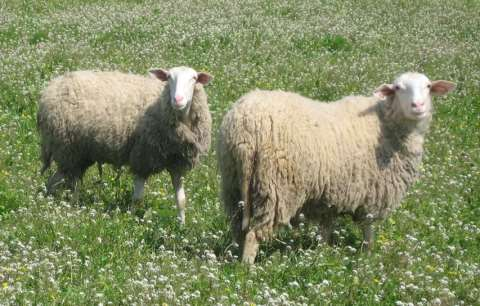 Ομοιόμαλλα (Ruda, ρούντα) 1/2 Στα ομοιόμαλλα πρόβατα υπάρχουν: εριότριχες μεγάλης διαμέτρου και μήκους, καλυπτήριες τρίχες στα γυμνά από έριο μέρη του σώματος,