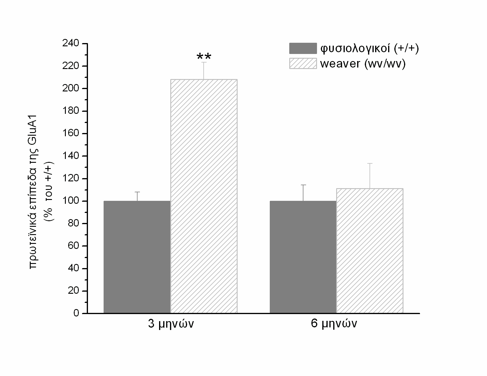 β-τουμπουλίνης (55ΚDa), που χρησιμοποιήθηκε ως εσωτερικό σημείο ελέγχου, σε μύες weaver (wv/wv) και φυσιολογικούς (+/+) ηλικίας 3 (A) και 6 (B) μηνών. Εικόνα 22.