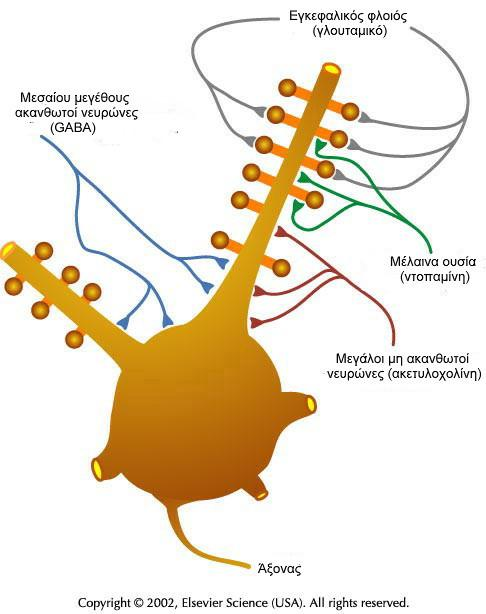 διαφοράση και συνθετάση του νιτρικού οξέος. Όλοι αυτοί οι ενδονευρώνες χαρακτηρίζονται από την απουσία ακανθών στους δενδρίτες τους. (Kawaguchi, et al., 1995). Εικόνα 2.