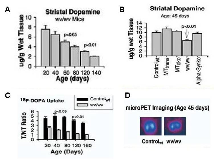 Εικόνα 8. Α) Ιστόγραμμα που παρουσιάζει την μείωση της ντοπαμίνης στο ραβδωτό μυών weaver συναρτήσει της ηλικίας.