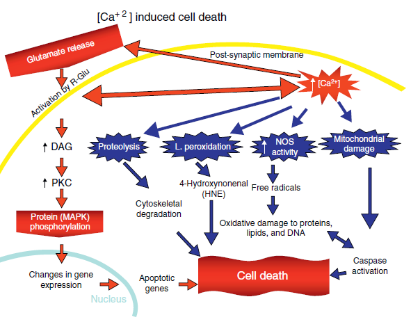 Εικόνα 11. Κυτταρικός θάνατος λόγω διεγερσιτοξικότητας. Από Flores-Soto, et al., 2012.