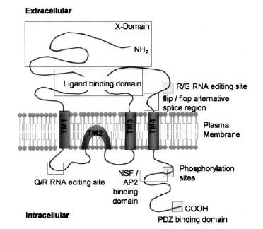 . Εικόνα 12: Σχηματική αναπαράσταση της δομής μίας υπομονάδας υποδοχέα AMPA, όπου σημειώνονται τα σημεία μεταμεταγραφικών και μεταμεταφραστικών τροποποιήσεων κ αι τα σημεία πρόσδεσης με πρωτεΐνες