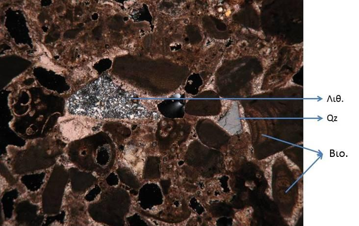 Εικόνα 5.1.23δ: Μικροσκοπική παρατήρηση ( ) δείγματος Δ23. Βιο.: Βιοκλάστες, Λιθ.: Λιθοκλάστες, Qz:Χαλαζίας. Κλίμακα: Η μεγάλη διάσταση της εικόνας είναι 3mm.