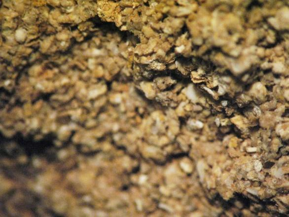 1.31α) έ- χει γκριζοκίτρινο χρώμα. Από τη στερεοσκοπική παρατήρηση (Εικόνα 5.1.31β) γίνεται αντιληπτή η παρουσία απολιθωμάτων. Εικόνα 5.1.31α: Μακροσκοπική φωτογράφιση δείγματος 31 σε τράπεζα φωτογράφισης.