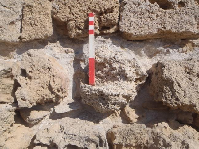 Δείγμα 5 Προέλευση: Κύπρος/Κάστρο Πάφου/Βόρεια εξωτερική τοιχοποιία Οροφή κάστρου. Ημερομηνία δειγματοληψίας: 12/8/14.