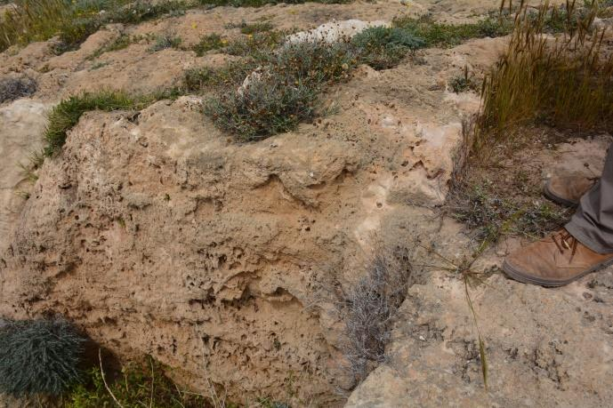Εικ. 4.1.30α: Τμήμα Δυτικού τοίχους Νέας Πάφου Θέσεις με εμφανή σημάδια αρχαίας λατόμησης. Εικ. 4.1.30β: Θέση λήψεως δείγματος 30.