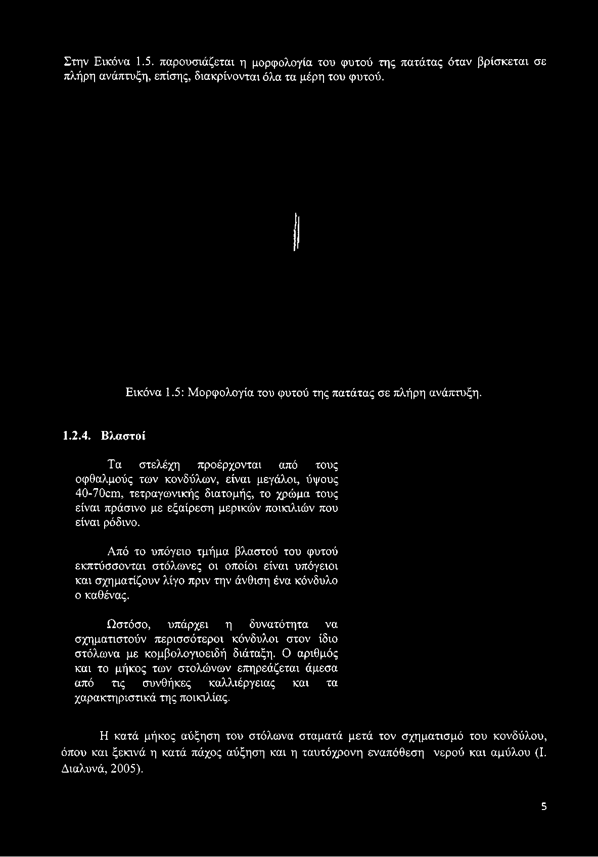 φυτού. Εικόνα 1.5: Μορφολογία του φυτού της πατάτας σε πλήρη ανάπτυξη. 1.2.4.
