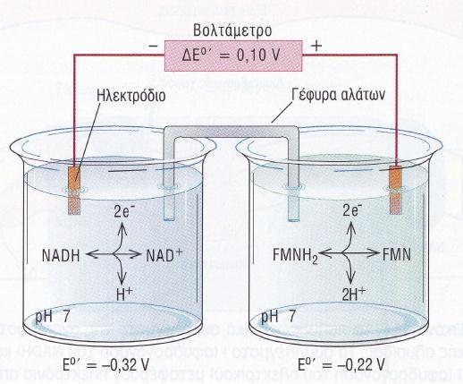 Ηλεκτροχημικό στοιχείο σε βιολογικές οξειδοαναγωγικές αντιδράσεις Από τον πίνακα: FMN + 2H + +2e - FMNH 2 E 0 = -0,22 V ΝAD + + 2H