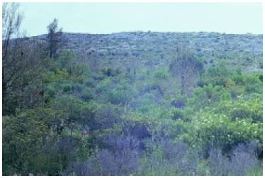 Η διατήρηση των οικοσυστημάτων, όπως και κάθε άλλης οργανωμένης δομής, απαιτεί συνεχή προσφορά ενέργειας. Εικόνα 2.