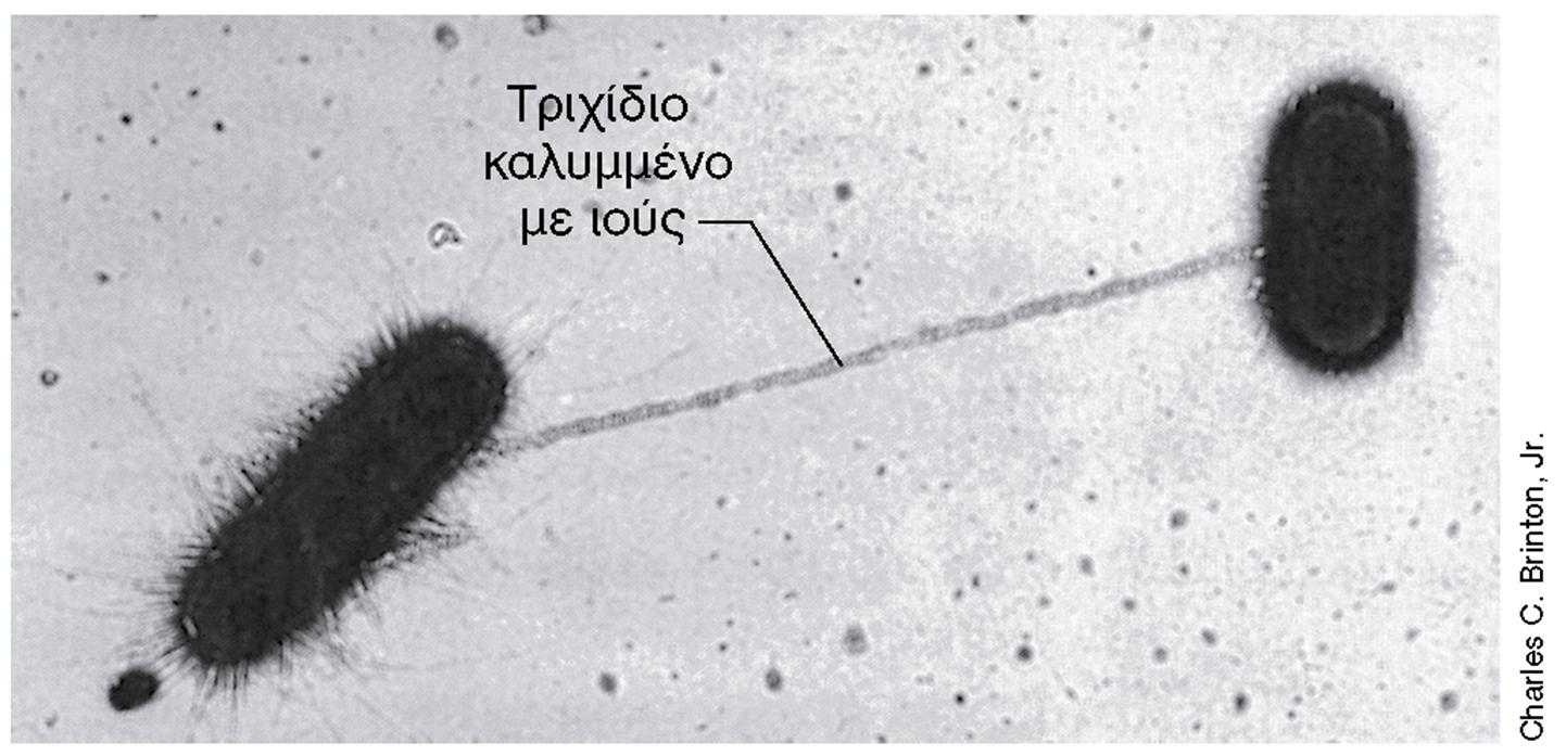 ΤΡΙΧΙΔΙΑ ΒΑΚΤΗΡΙΩΝ Εικόνα 4.